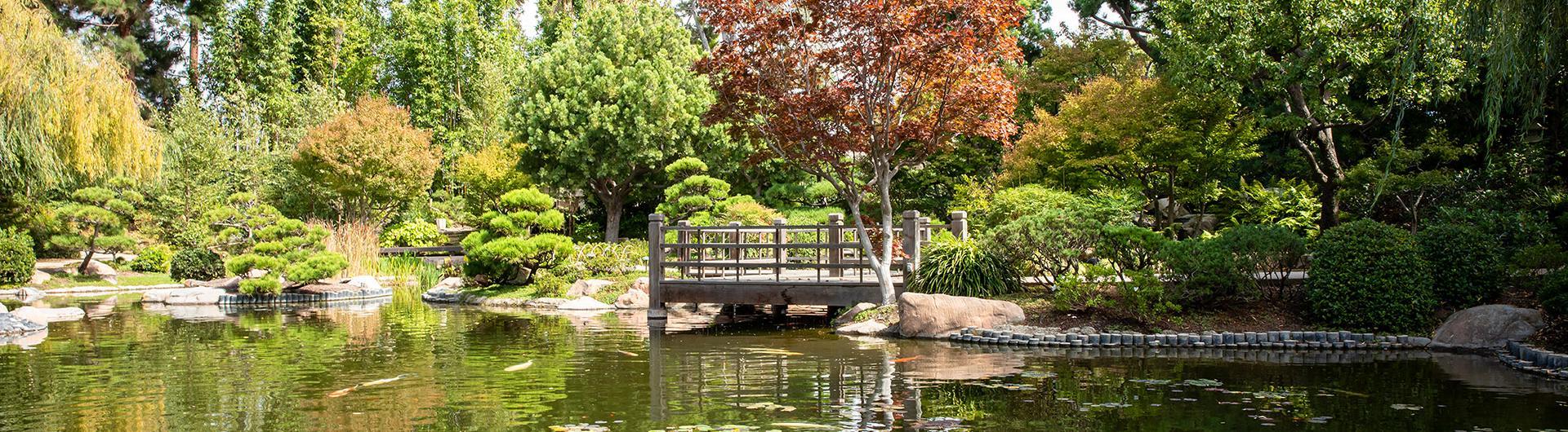 日本花园池塘和桥的照片