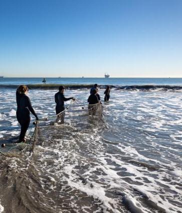 学生 in tide pulling in nets