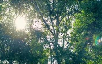 CSULB Trees - More Than a University Video